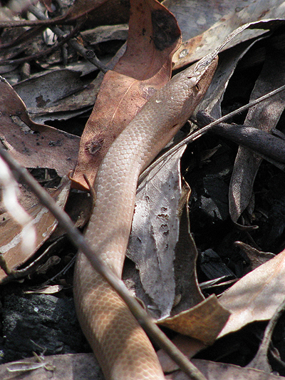Snake Lizard; Burton's Legless Lizard; Lialis burtonis