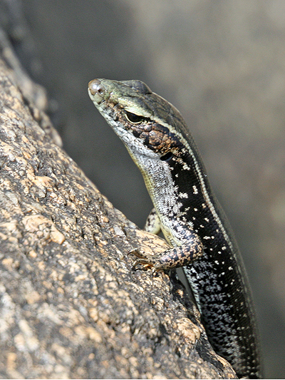 Reptile; Lizard; Skinks; Eastern water skink; Eulamprus quoyii
