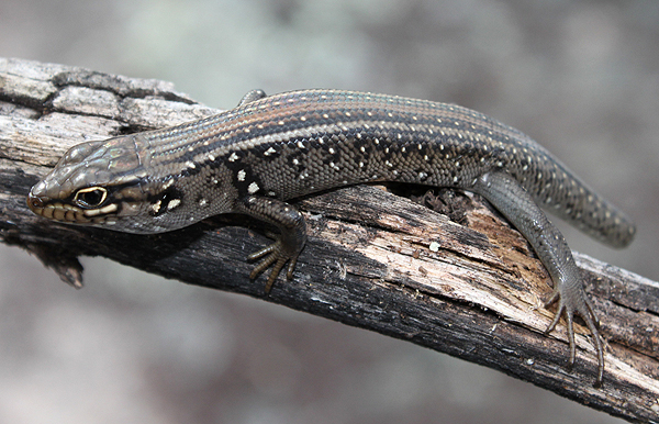 Reptile; Lizard; Skinks; White's skink; Liopholis whitii