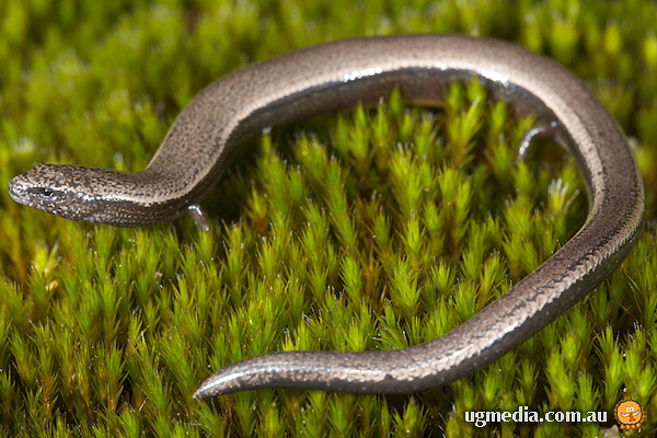 Yellow-bellied three-toed skink; Saiphos equalis