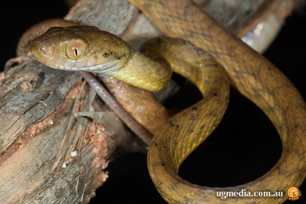 Brown Tree Snake; Boiga irregularis