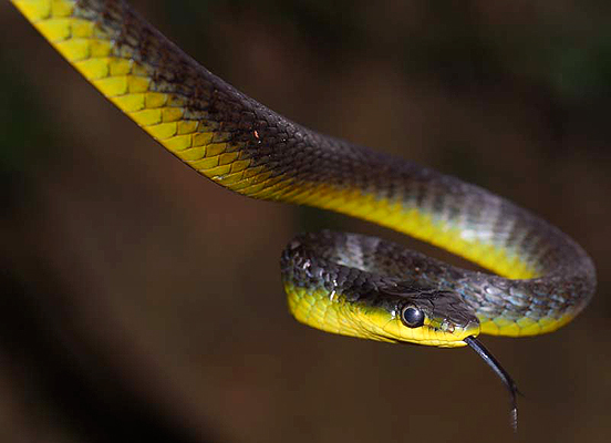 Common Tree Snake; Dendrelaphis punctulatus