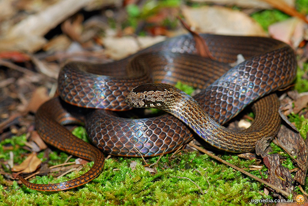 Golden Crowned Snake; Cacophis squamulosus