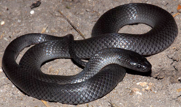 Eastern Small-eyed Snake; Rhinoplocephalus nigrescens