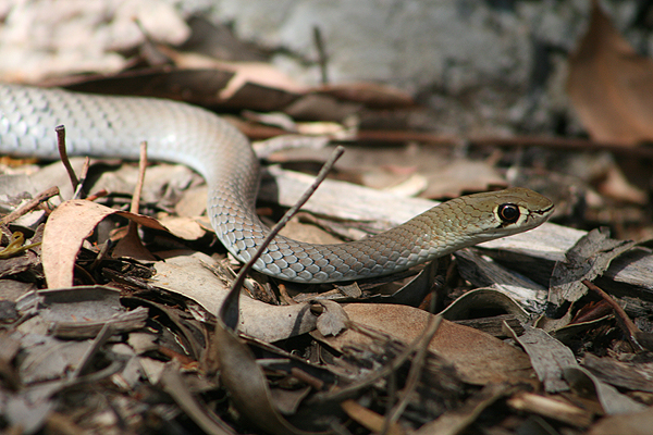Reptiles; Snakes; Yellow-faced whip snake; Demansia psammophis