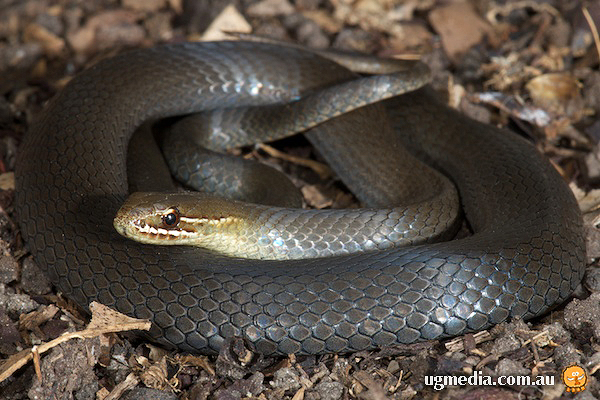 Black-bellied Swamp Snake; Hemiaspis signata
