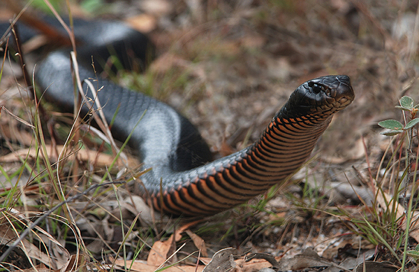 Reptile; Snake; Red-bellied Black Snake; Pseudechis porphyriacus