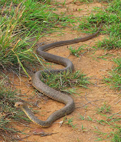 Eastern Brown Snake; Pseudonaja textilis