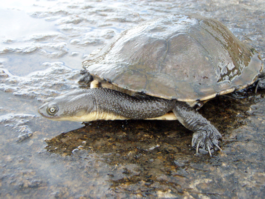 Reptile; Turtle; Eastern Long-necked turtle, Snake-necked turtle; Chelodina longicollis