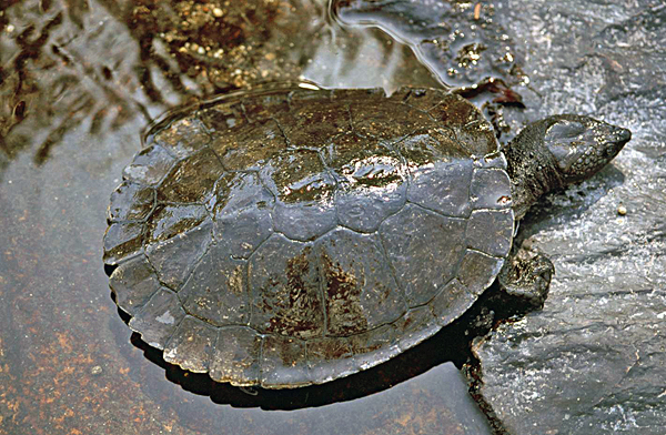 Bell's turtle, Bald Rock Creek short-necked turtle; Wollumbinia belli