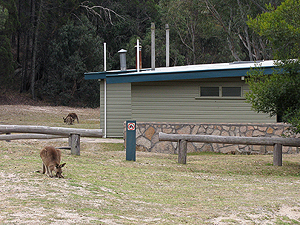 Kangaroos in the Castle Rock camping area.