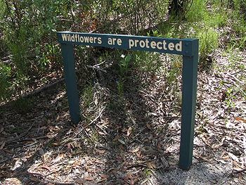 Wildflowers are protected.