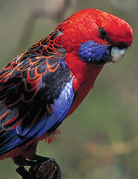 A colourful bird.