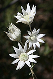 Flannel Flowers