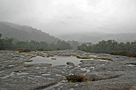 Girraween in the Rain