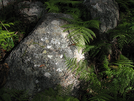 Stone, Lichen and Fern