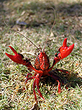Sutton's Crayfish