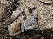Broad-palmed Rocketfrog