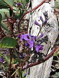 False Sarsaparilla Vine