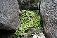 A Ferny Gully