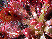 Rosy Sundew