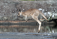 Kangaroo