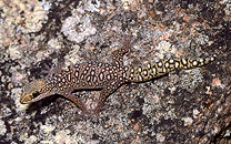 Southern Spotted Velvet Gecko