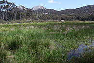 Wetlands