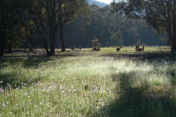 Grazing roos.