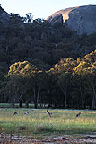 Roos beneath The Pyramids