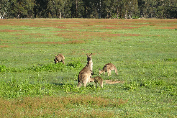 Roos in an old paddock.