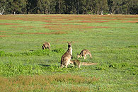 Roos in an old paddock