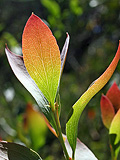 Stained Leaf