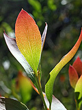 Stained Leaf