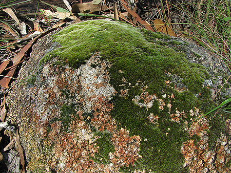 Moss growing on a stone.