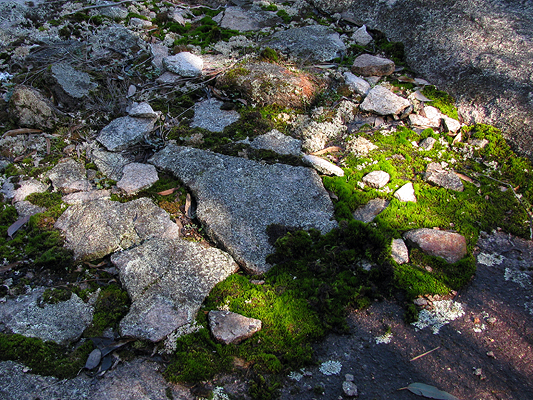 Moss and lichen growing amongst some small exfoliated flakes.