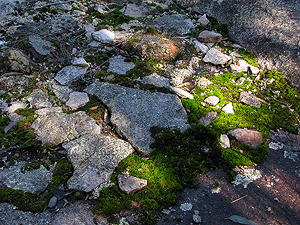 Moss and lichen growing amongst some small exfoliated flakes.