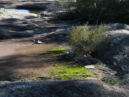 Small plants growing in a gnamma.