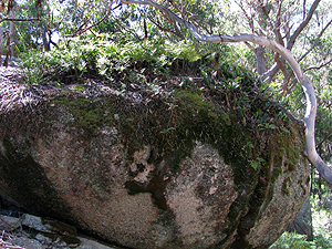 A veritable garden is growing on top of this boulder.