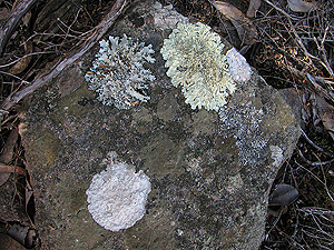 There are many different kinds of lichen that grow on the rocks of Girraween.
