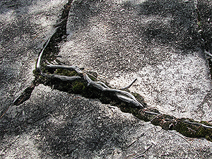 Tree roots and moss growing in a crack in a granite pavement, near Bald Rock Creek.