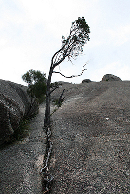 More tree roots in a crack - an extreme example.