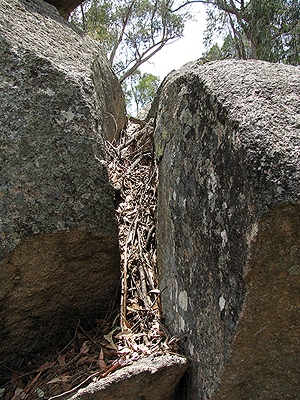 Dead plant material trapped in a crack will break down to form a rich humus.