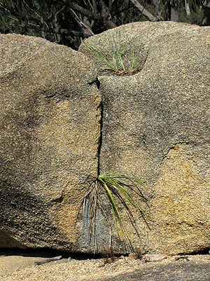 Plants growing in cracks in boulders are a common sight in Girraween.