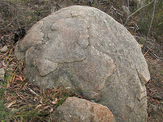 An example of exfoliation on a boulder along the Castle Rock track.