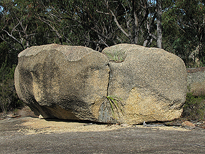 Dissolving boulder, south end of Mt Norman track.