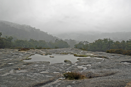 Girraween in the rain.