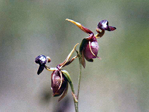 Flying Duck Orchid.