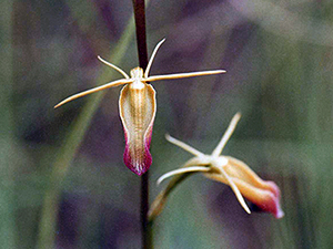 Large Tongue Orchid.
