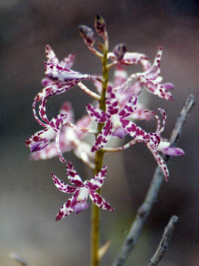 Slender Hyacinth Orchid.
